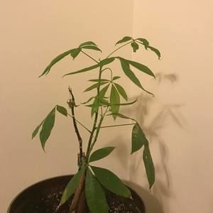 Meet your Posher, Aye